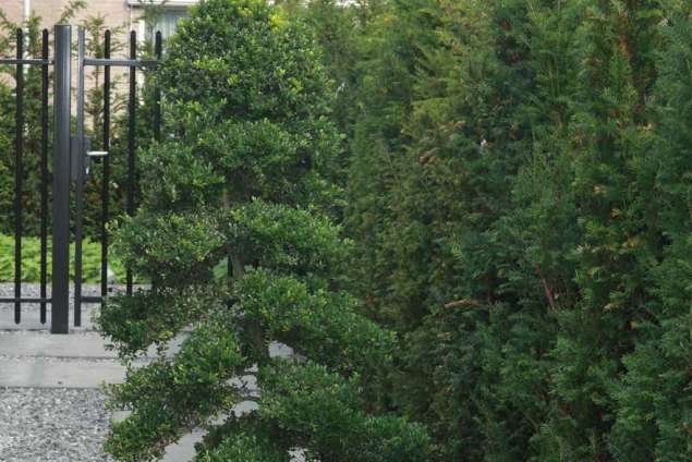 ilrex crenate bonsai met er onder basalt split 16/24mm met betonplanten 100x100 cm antrasiet,  hovenier Tilburg Udenhout Brabant