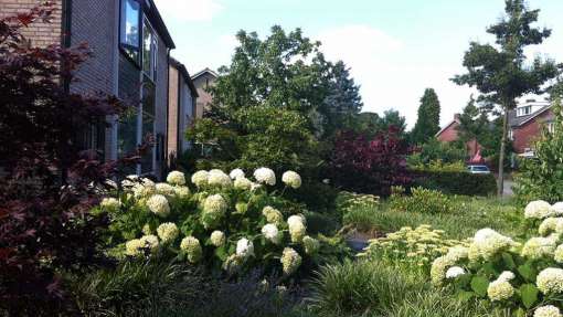 witte annebel met carex en diverse soorten gras, deze planten passen in een modern tuinontwerp. tuinaanleggen hovenier hoveniers Breda Udenhout Waalwijk Vught Den Bosch 