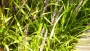 images/mes/4 welke vaste planten passen er in een moderne strakke tuin hovenier-90x51-2fd