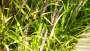 images/mes/4 welke vaste planten passen er in een moderne strakke tuin hovenier-90x51-594