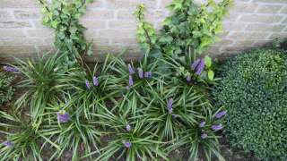 groenblijvende vaste plant liriope violet in combinatie mat carex en buxes tuin idee tuin inrichten hoe wat zijn de kosten van een tuinontwerp Tilburg Breda Eindhoven Vught Waalwijk Den Bosch