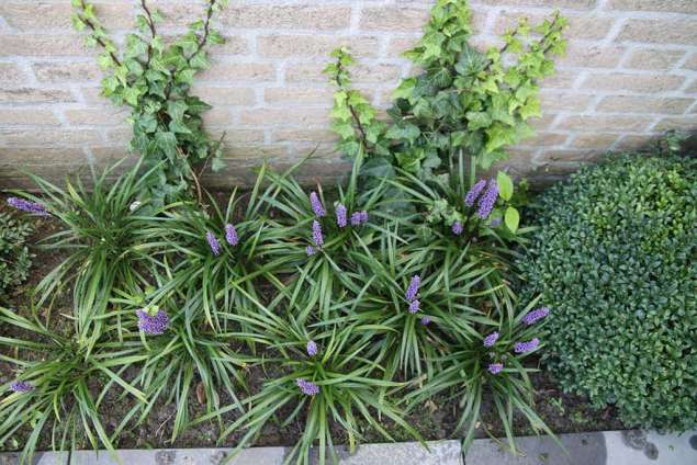 groenblijvende vaste plant liriope violet in combinatie mat carex en buxes tuin idee tuin inrichten hoe wat zijn de kosten van een tuinontwerp Tilburg Breda Eindhoven Vught Waalwijk Den Bosch