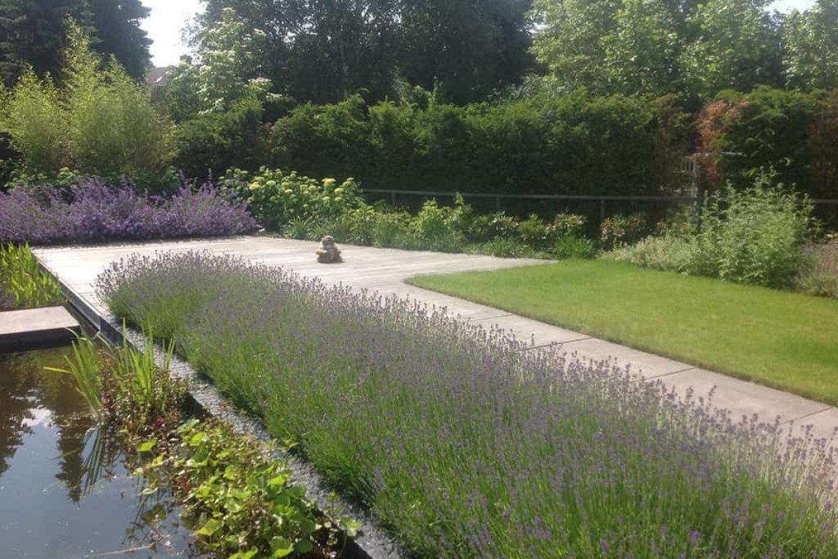 images/olpen/3 lavendul past goed in een strakke tuin. tuinontwerpen met kracht tilburg brabant hovenier-1200x800-c81
