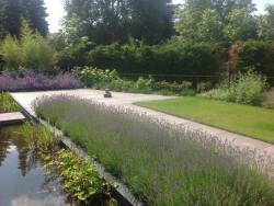 images/olpen/3 lavendul past goed in een strakke tuin. tuinontwerpen met kracht tilburg brabant hovenier-250x188-d7e
