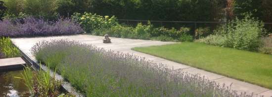 images/olpen/3 lavendul past goed in een strakke tuin. tuinontwerpen met kracht tilburg brabant hovenier-550x197-e3c