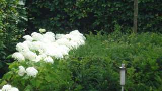 witte hortensia in een achtertuin in de blaak tilburg hovenier
