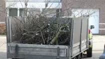 images/snoeien en knotten van een lindenboom in eindhoven geldrop boxtel liempde veghel nijmgen-210x119-0c3