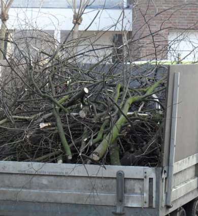 images/snoeien en knotten van een lindenboom in eindhoven geldrop boxtel liempde veghel nijmgen-390x424-865