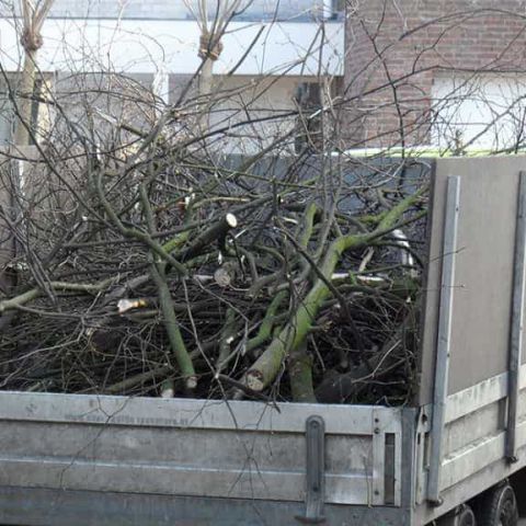 images/snoeien en knotten van een lindenboom in eindhoven geldrop boxtel liempde veghel nijmgen-480x480-72f