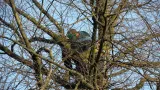 images/snoeien en rooien van  een lindeboom vught rijen udenhout oisterwijk chaam denbosch-160x90-ebc