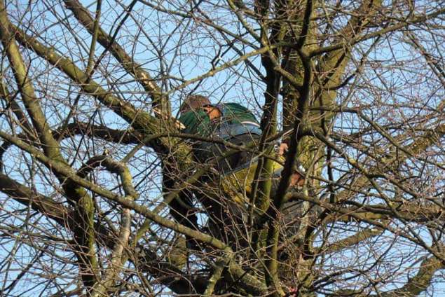 images/snoeien en rooien van  een lindeboom vught rijen udenhout oisterwijk chaam denbosch-635x424-096