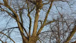 images/snoeien van een linde boom in tilburg gilze dongen breda eindhoven vught-257x145-1d6