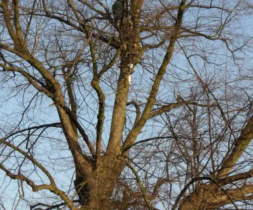 images/snoeien van een linde boom in tilburg gilze dongen breda eindhoven vught-510x424-3b6