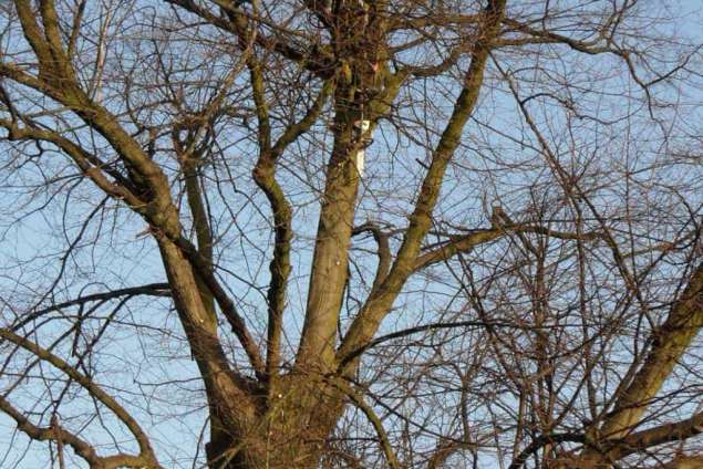 images/snoeien van een linde boom in tilburg gilze dongen breda eindhoven vught-635x424-492